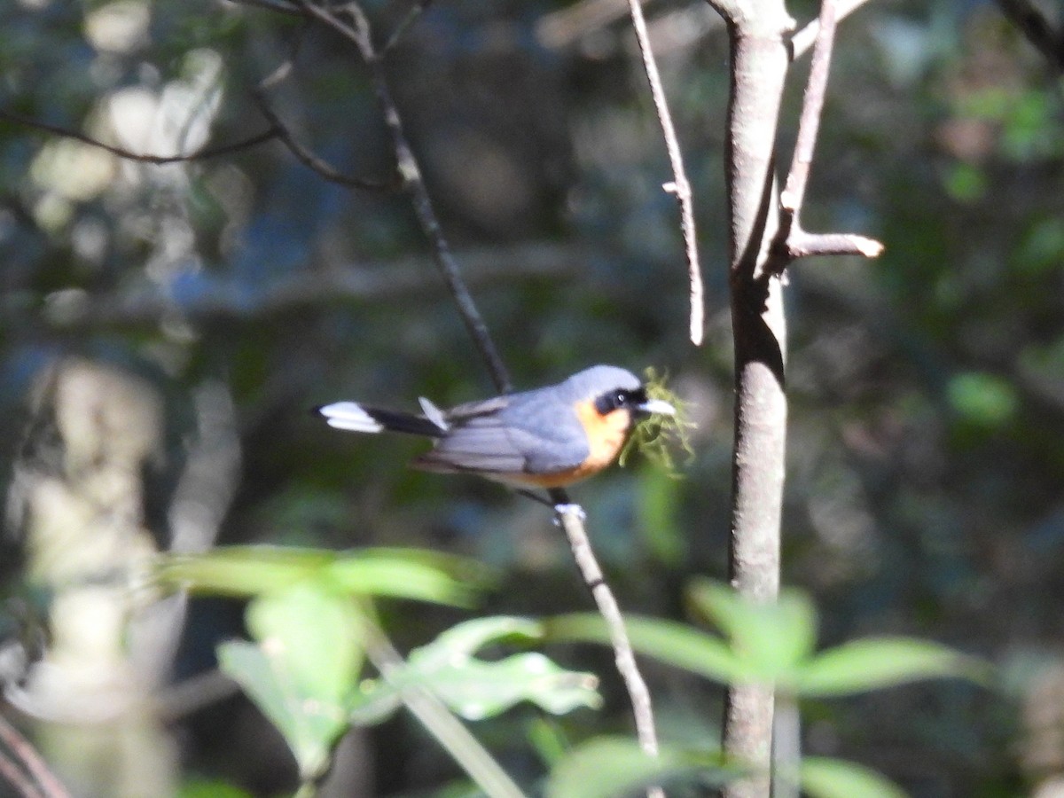 Australian Spectacled Monarch - ML642890913