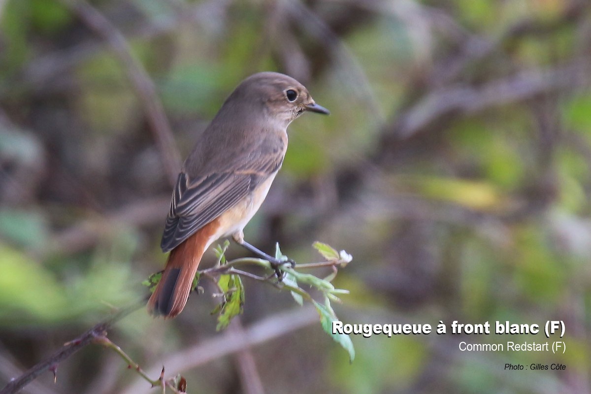 Gartenrotschwanz - ML642890914