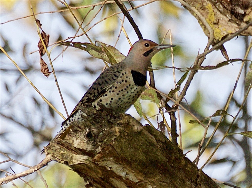 Northern Flicker - ML642890915