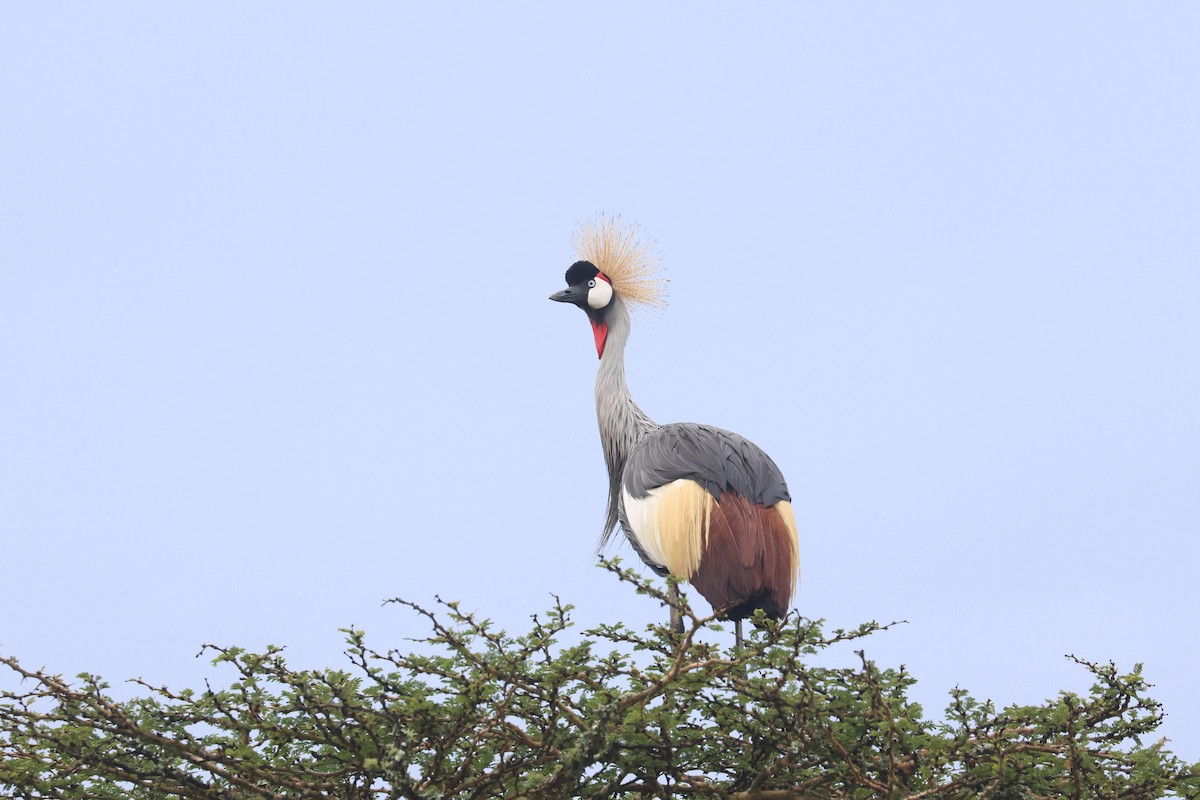 Gray Crowned-Crane - ML642890922