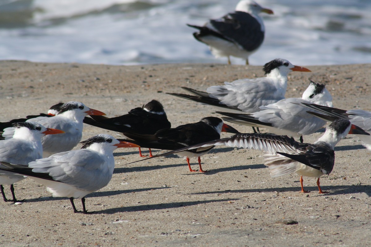 Black Skimmer - ML642890926