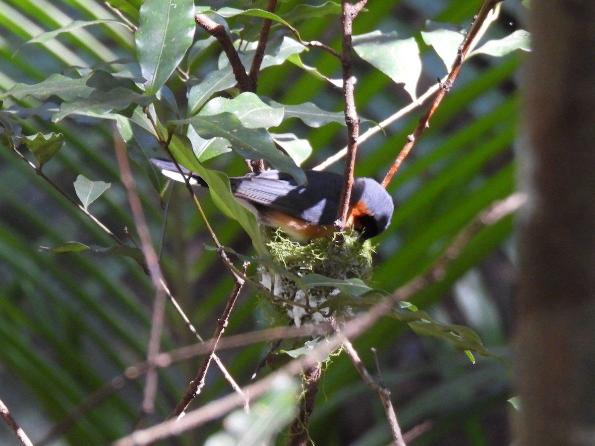 Australian Spectacled Monarch - ML642890927