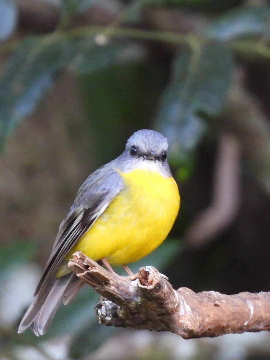 Eastern Yellow Robin - ML642890934