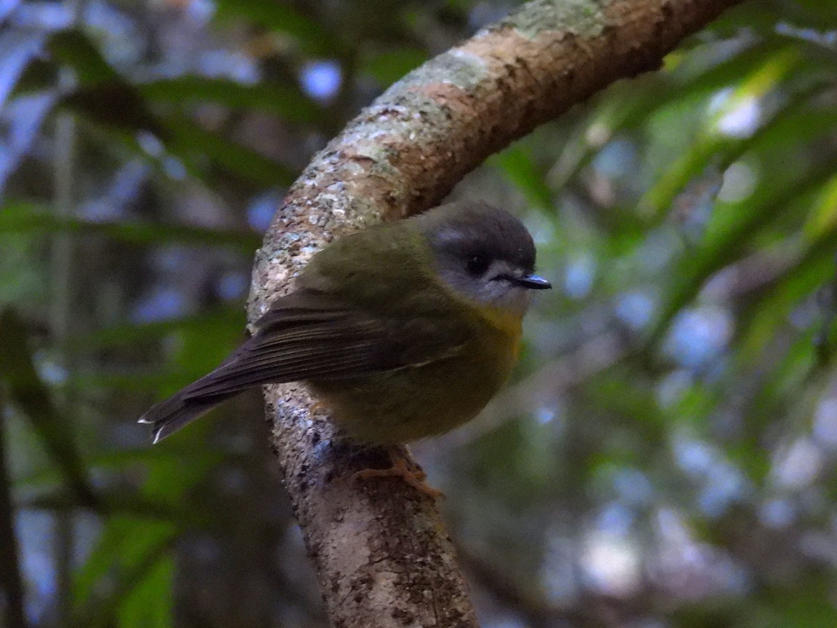 Pale-yellow Robin - ML642890939
