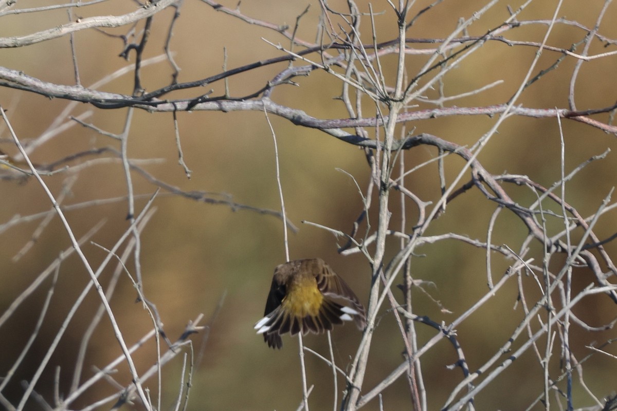 Palm Warbler - ML642890940