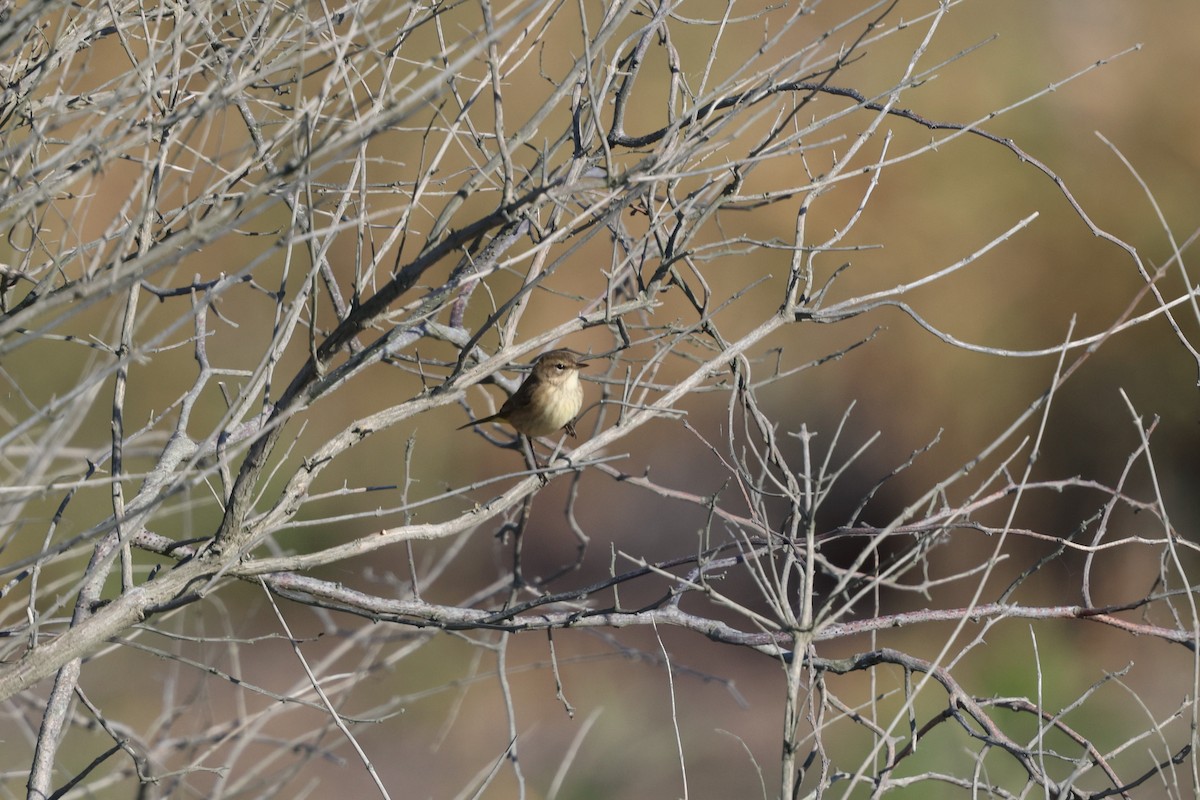 Palm Warbler - ML642890941