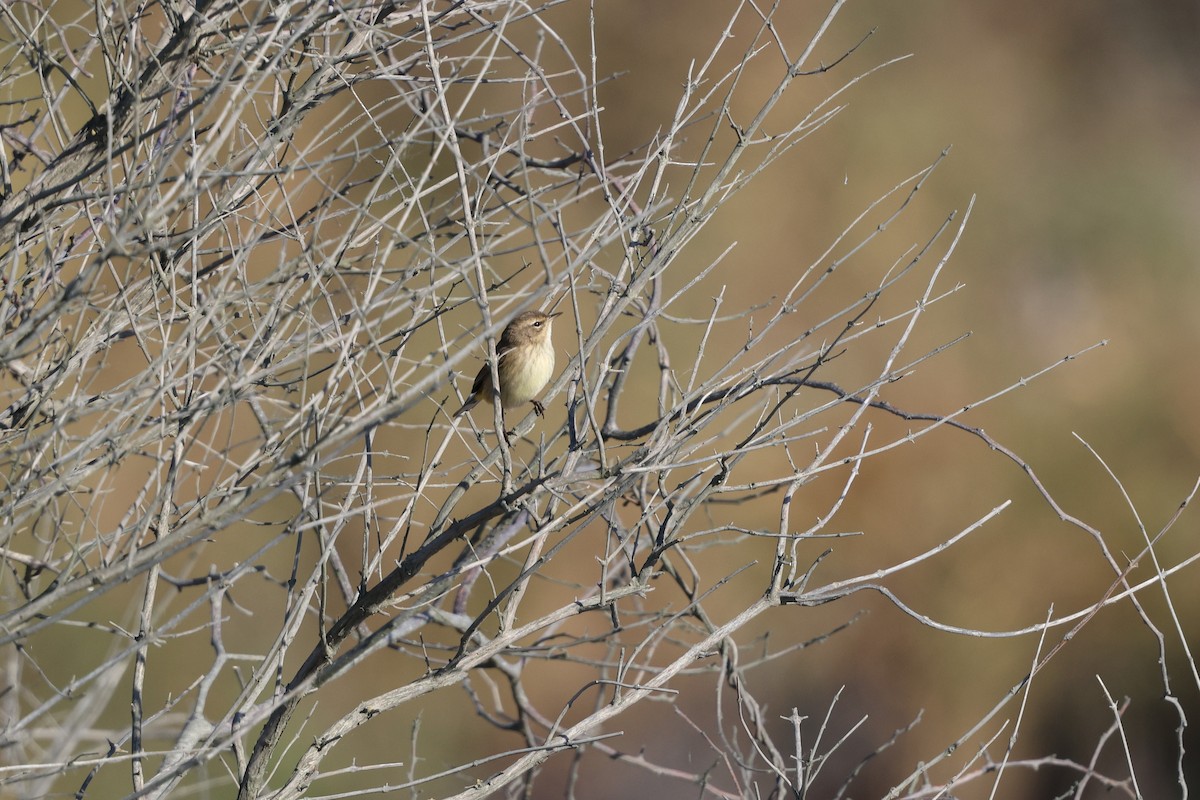 Palm Warbler - ML642890942