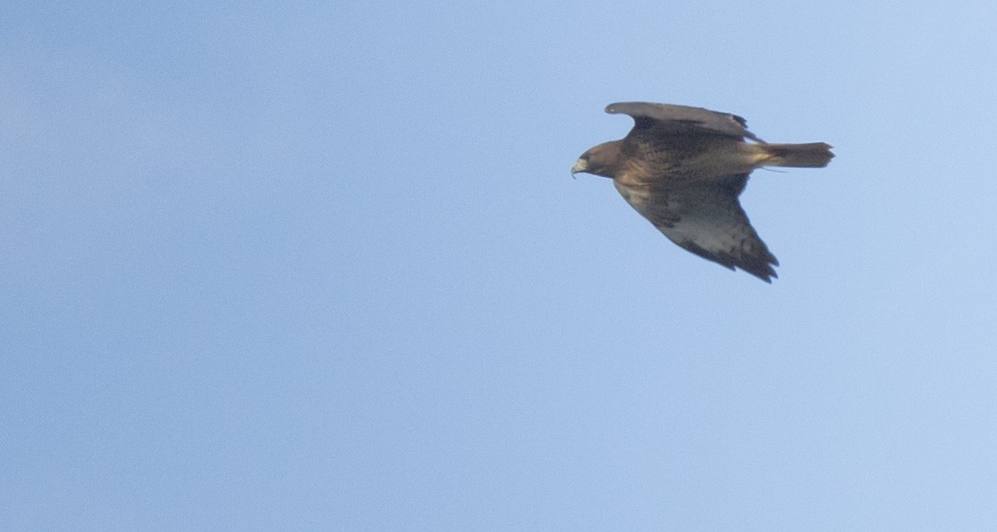 Red-tailed Hawk - ML642890946