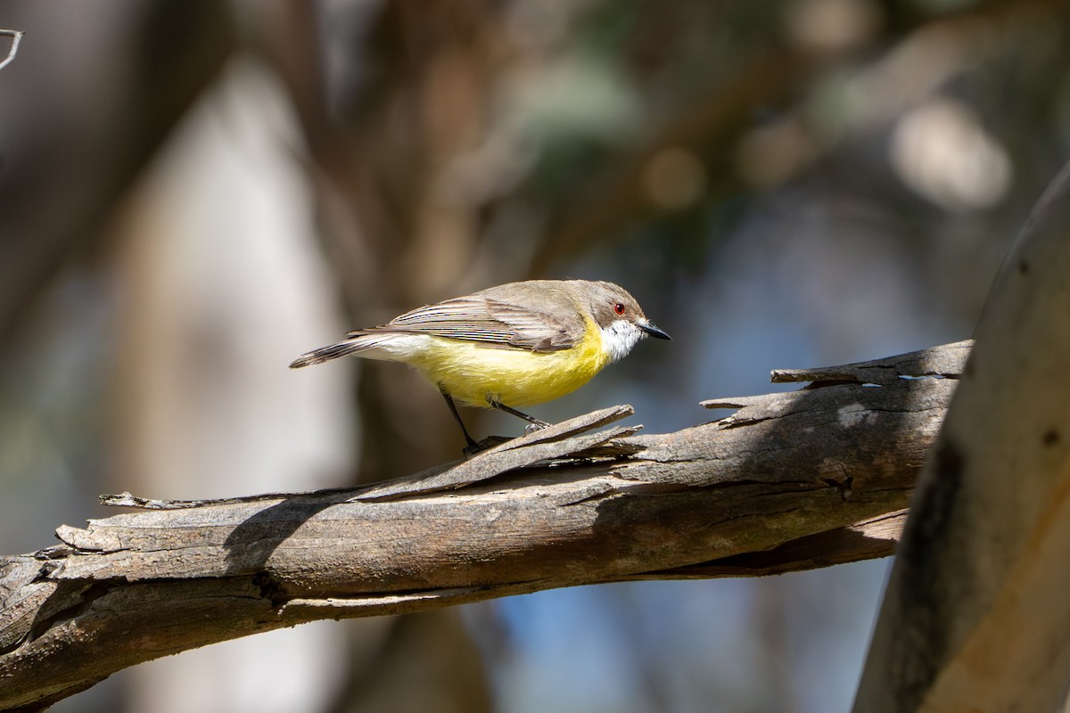 White-throated Gerygone - ML642890947