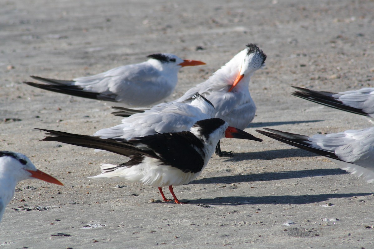 Black Skimmer - ML642890949