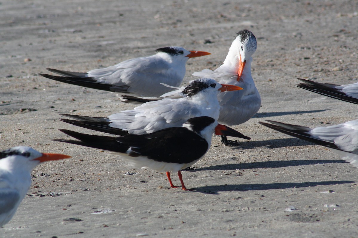 Black Skimmer - ML642890950
