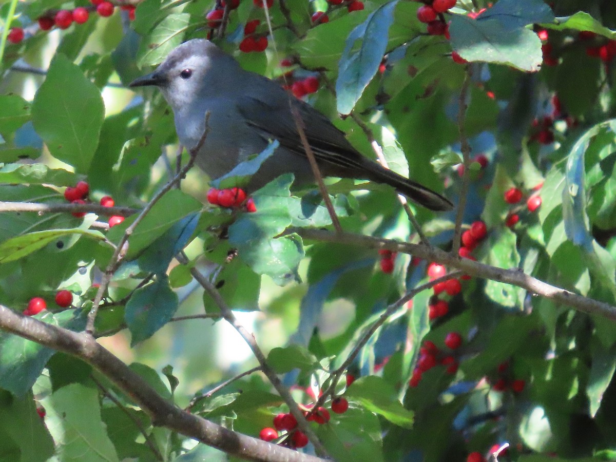 Gray Catbird - ML642890954