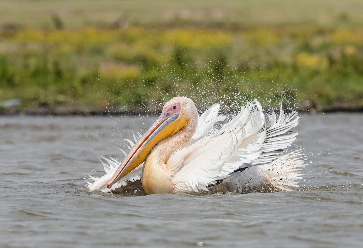 Great White Pelican - ML642890963