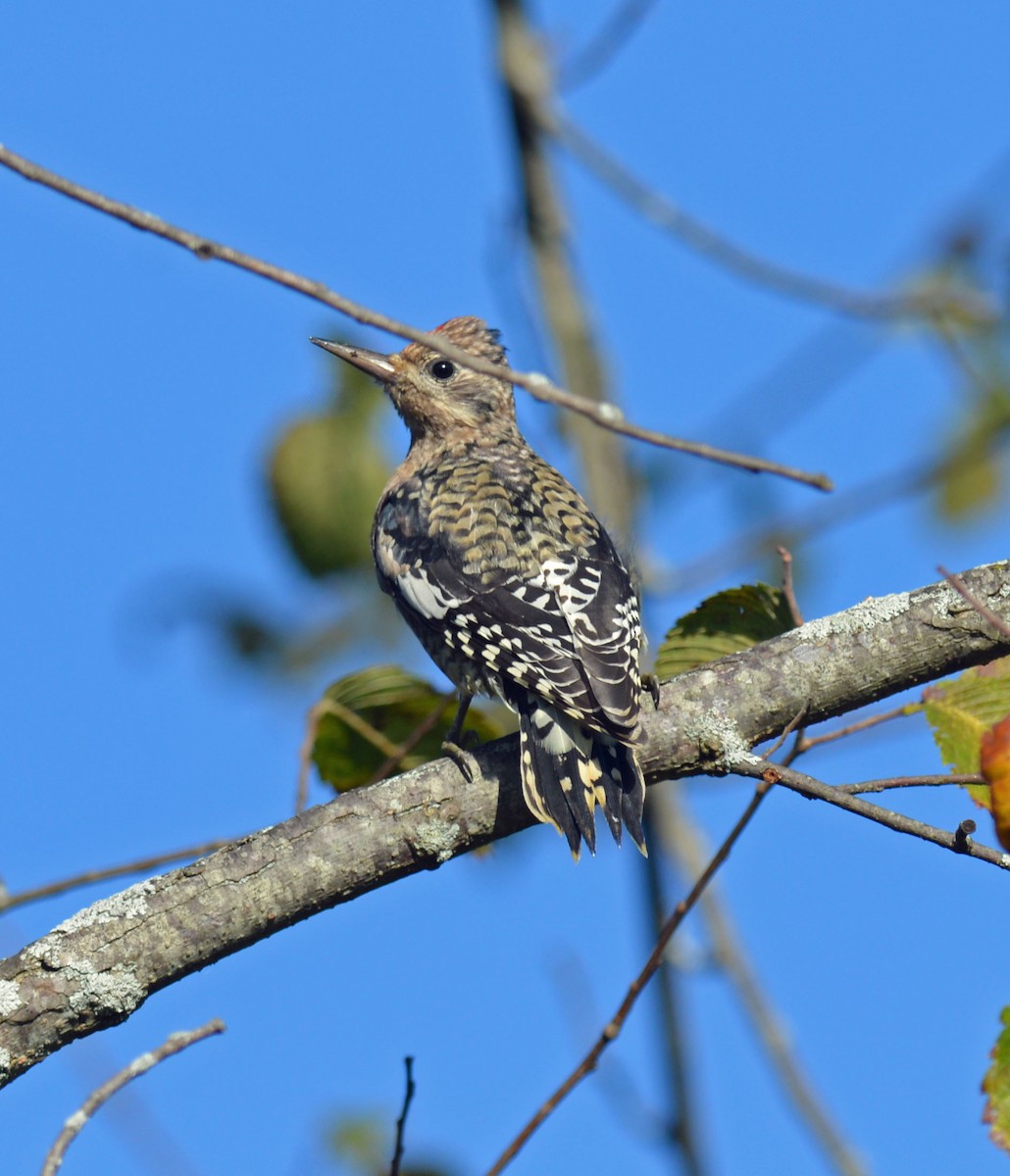 Yellow-bellied Sapsucker - ML642890964