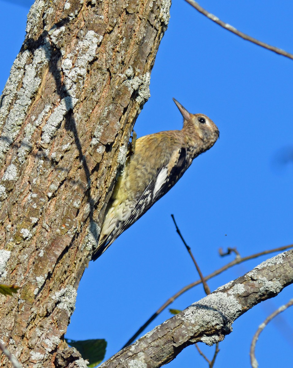 Yellow-bellied Sapsucker - ML642890981