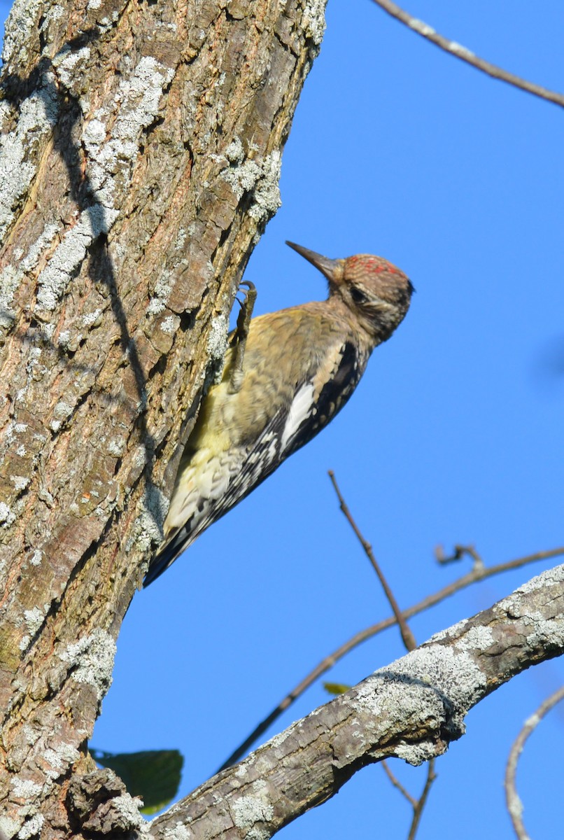 Yellow-bellied Sapsucker - ML642890982