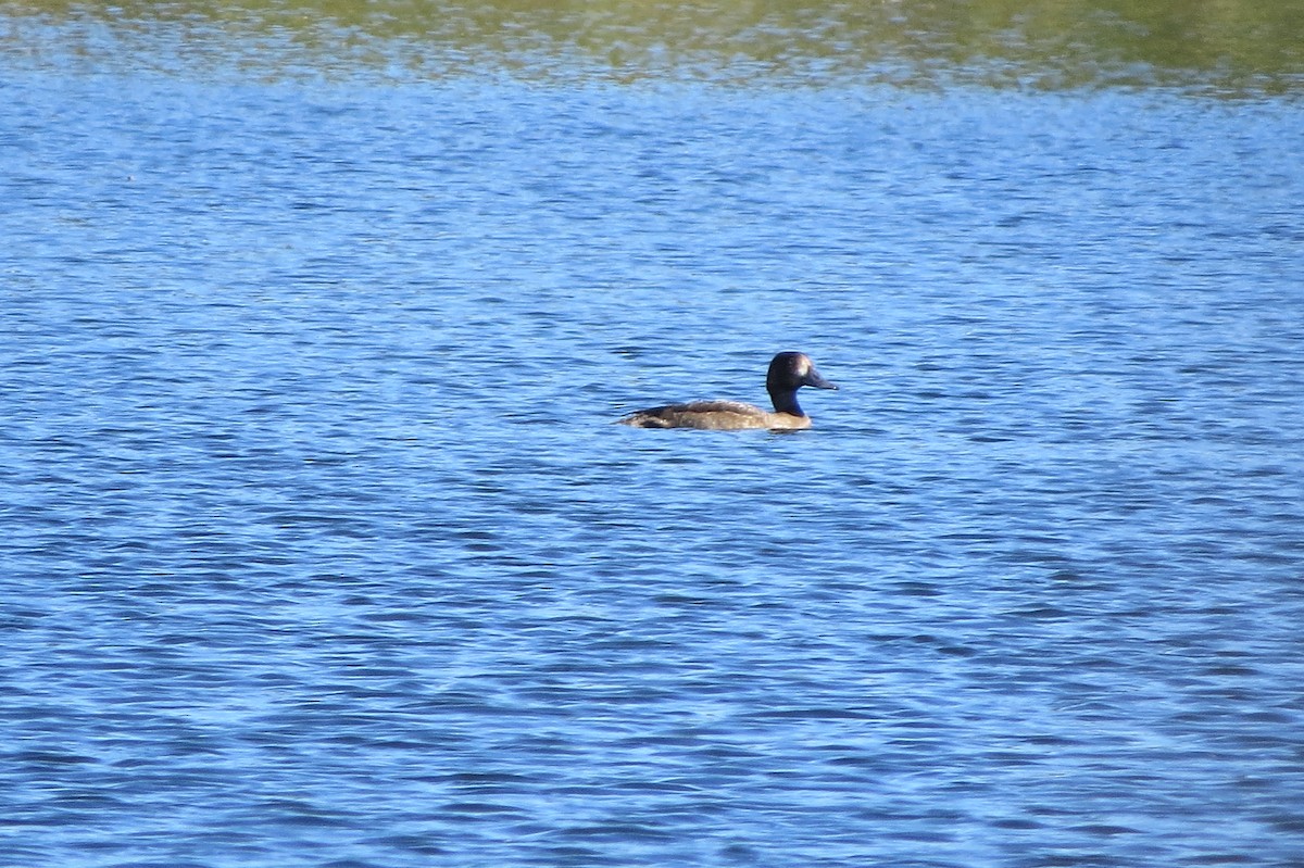 Greater/Lesser Scaup - ML642890999