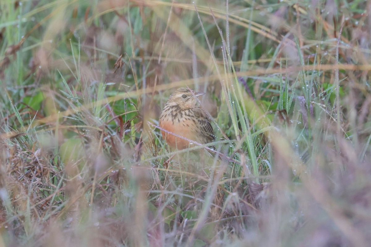 Rosy-throated Longclaw - ML642891001
