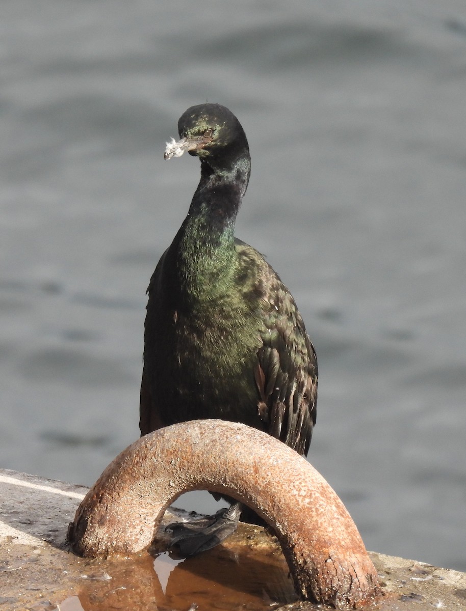 Pelagic Cormorant - ML642891009