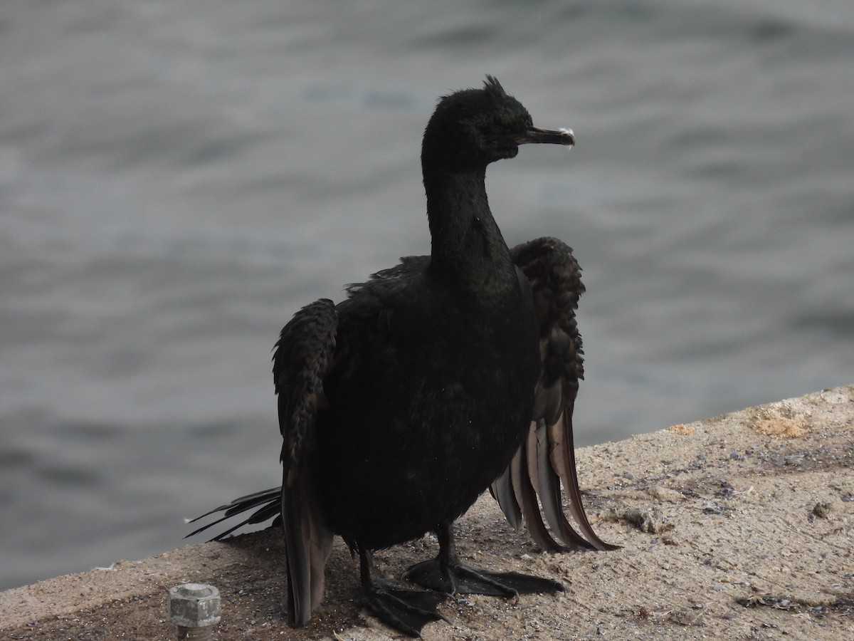 Pelagic Cormorant - ML642891010