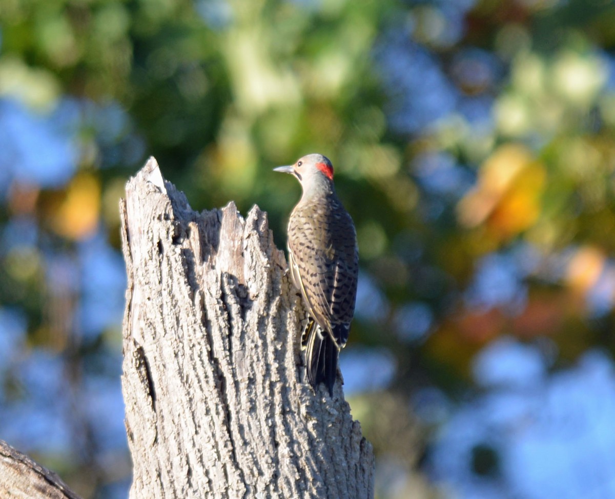 Northern Flicker - ML642891012