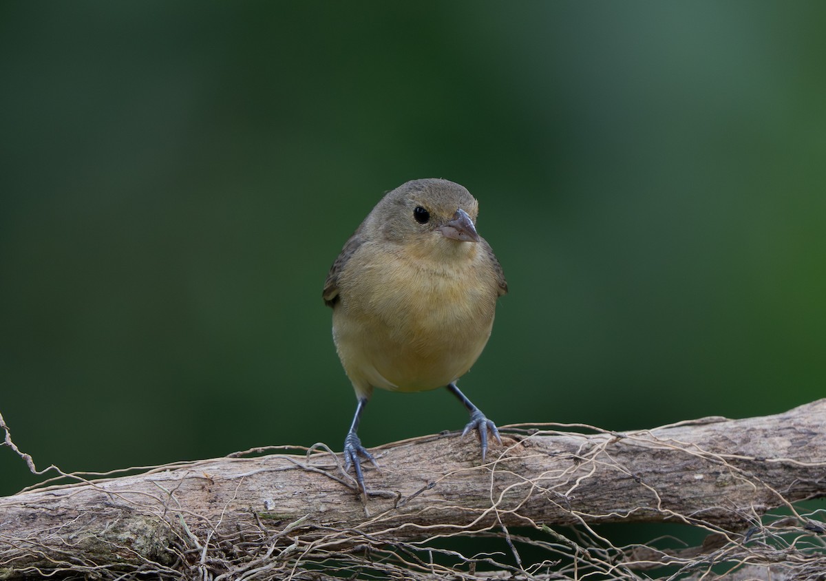 Crimson-breasted Finch - ML642891023
