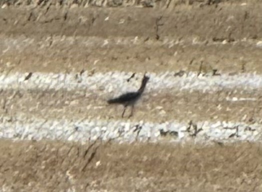 Charadriiformes sp. - ML642891036