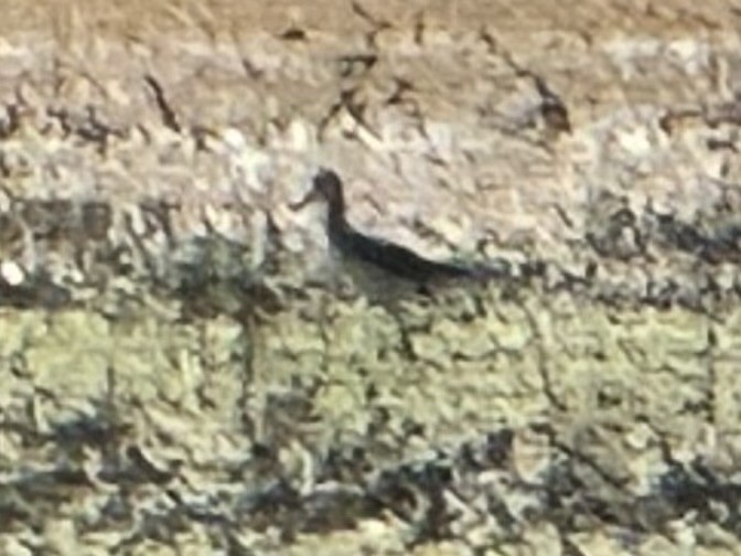 Charadriiformes sp. - ML642891037