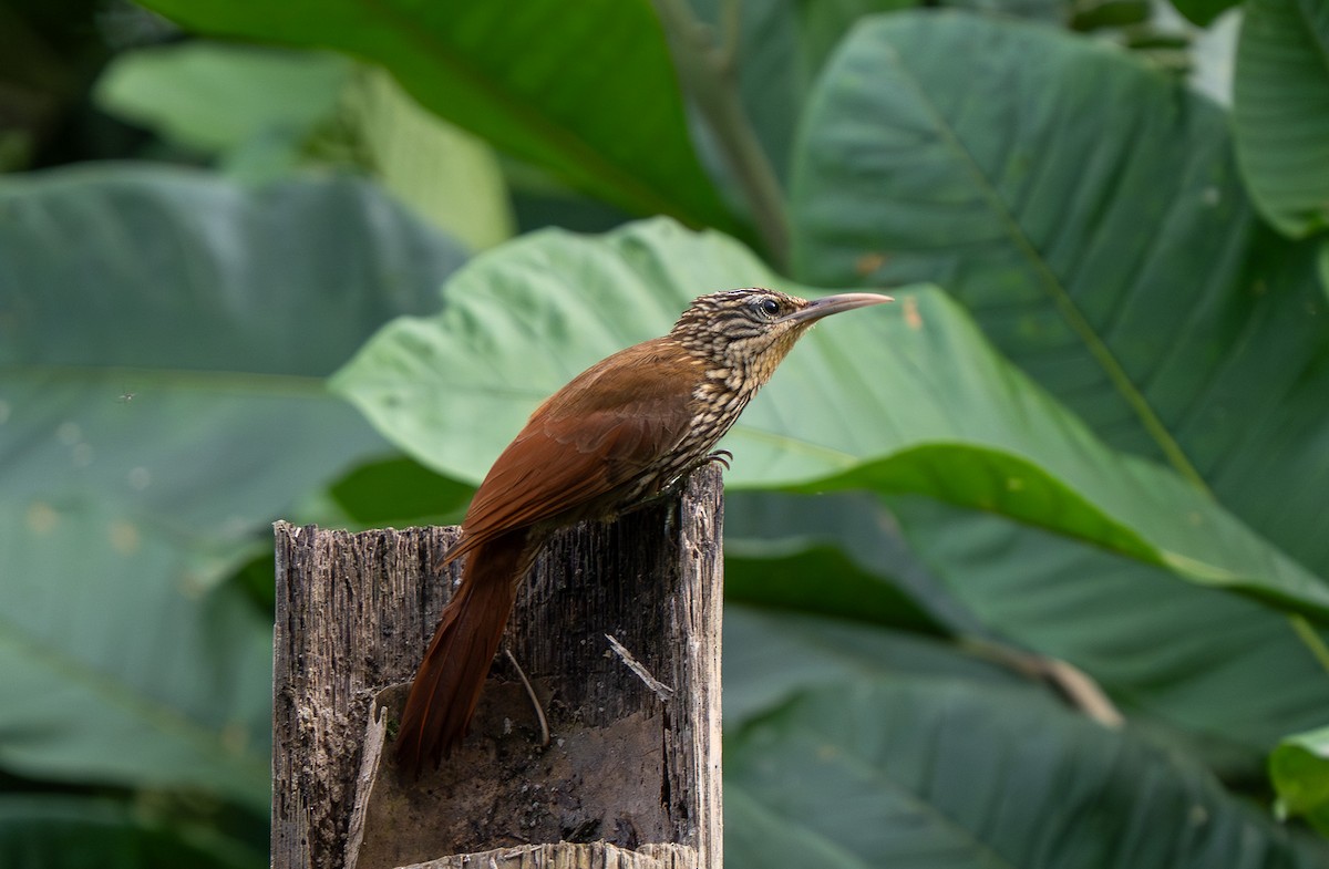 Streak-headed Woodcreeper - ML642891050
