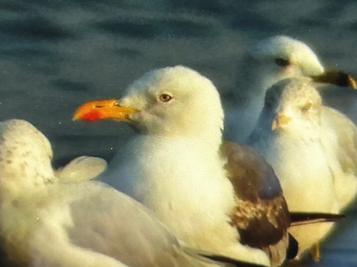 Lesser Black-backed Gull - ML642891052