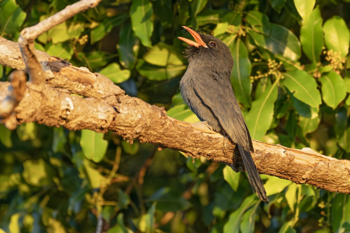 Black-fronted Nunbird - ML642891063