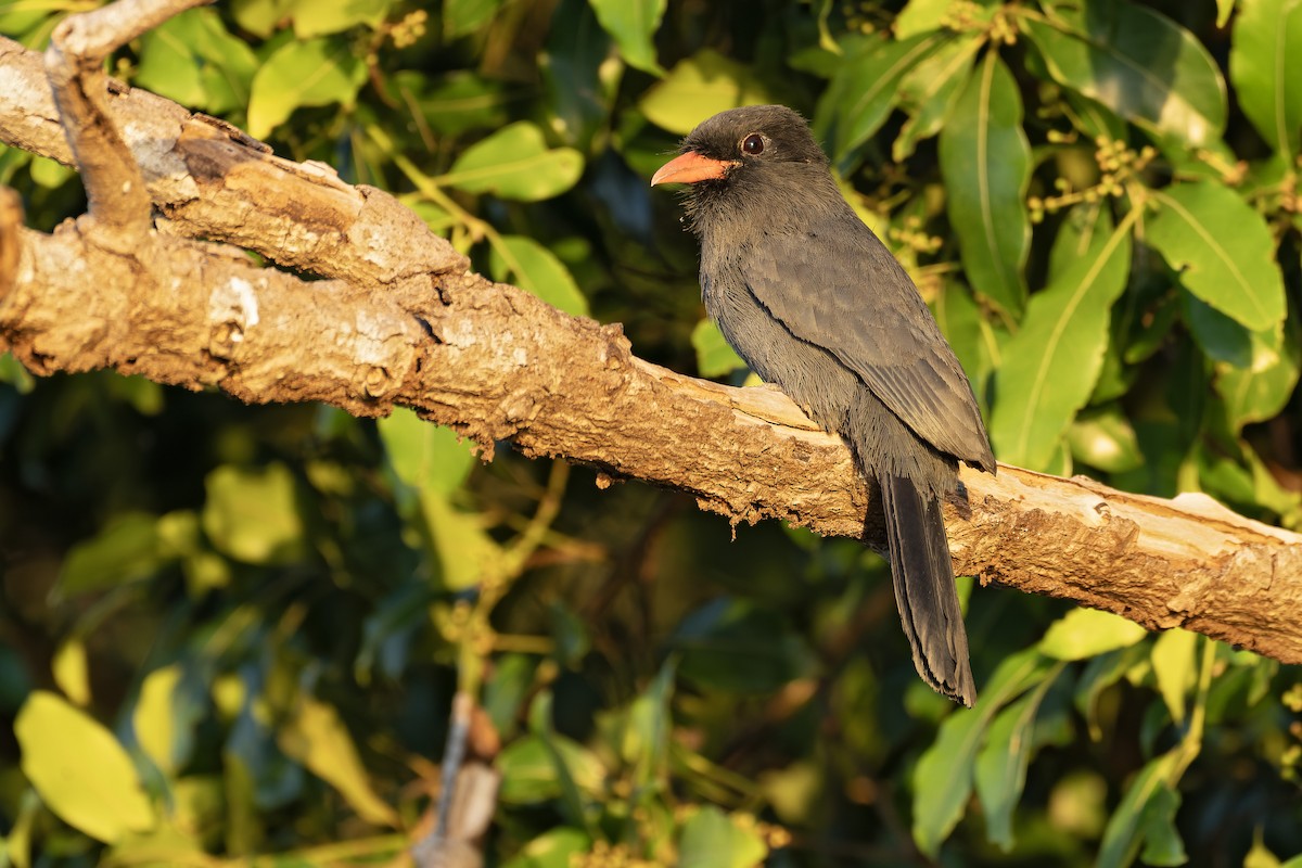 Black-fronted Nunbird - ML642891064