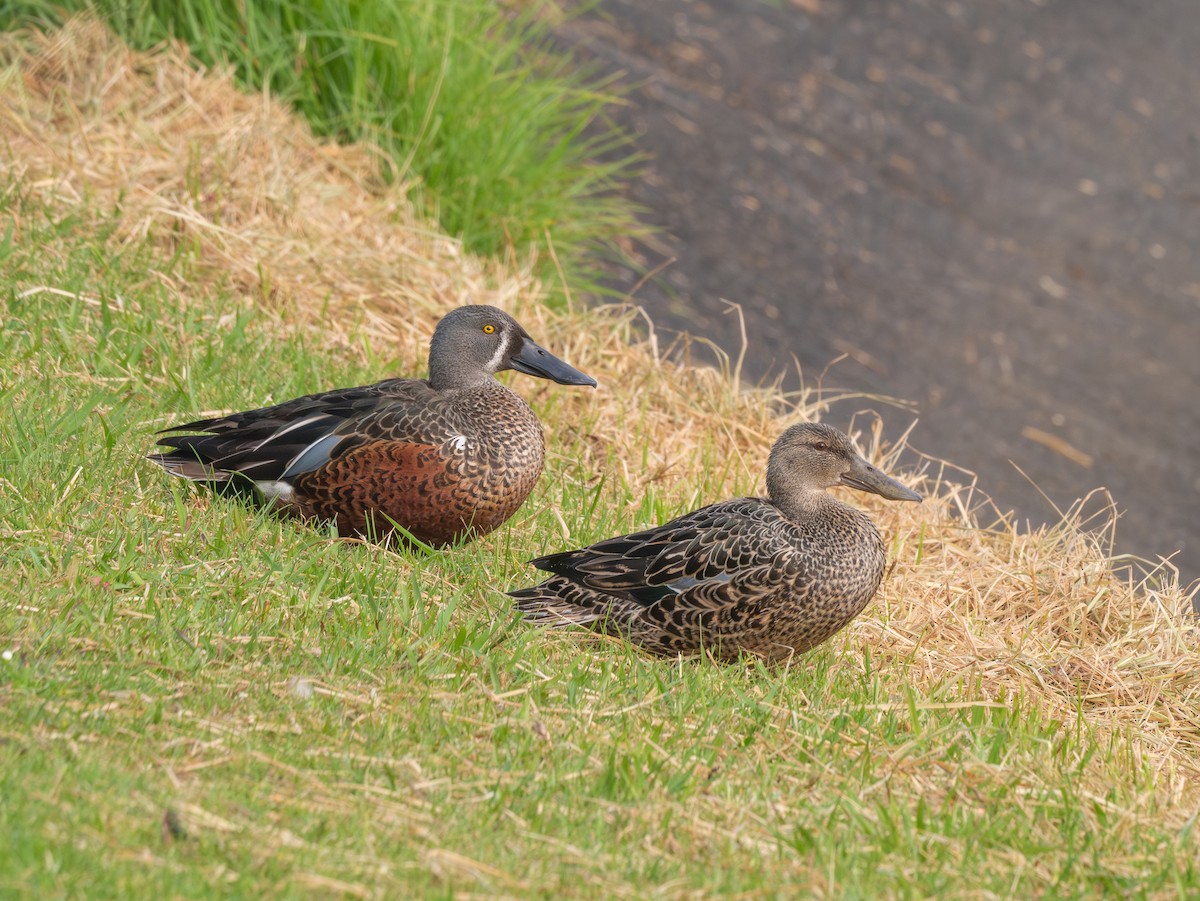 Australasian Shoveler - ML642891089