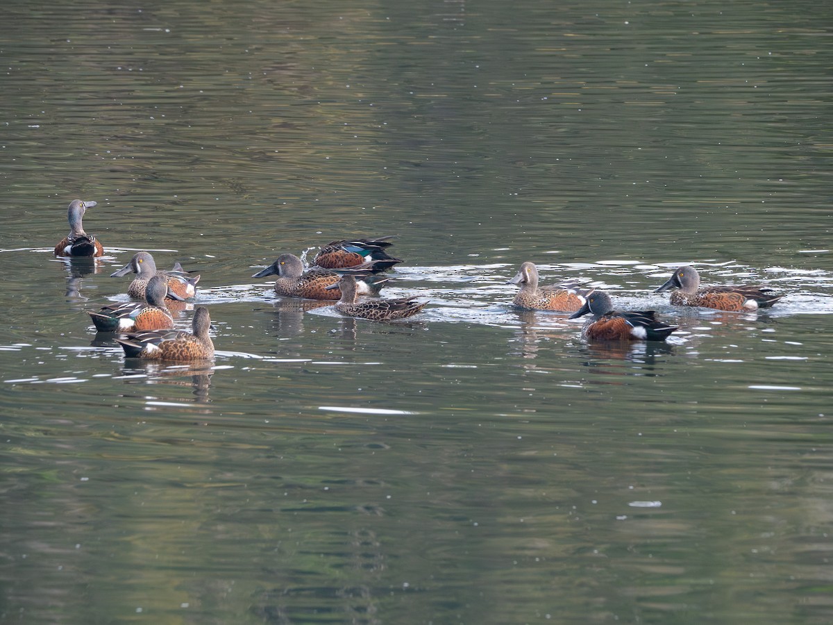 Australasian Shoveler - ML642891090