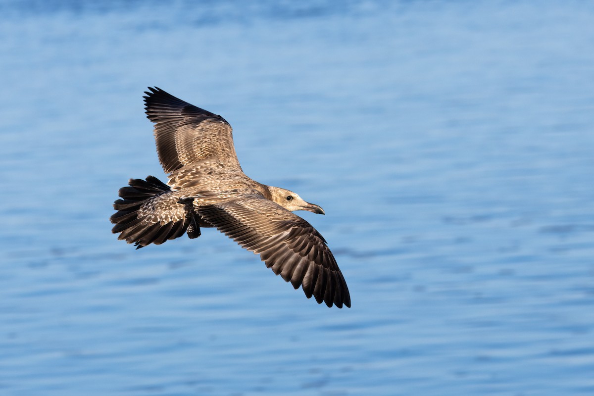 American Herring Gull - ML642891105