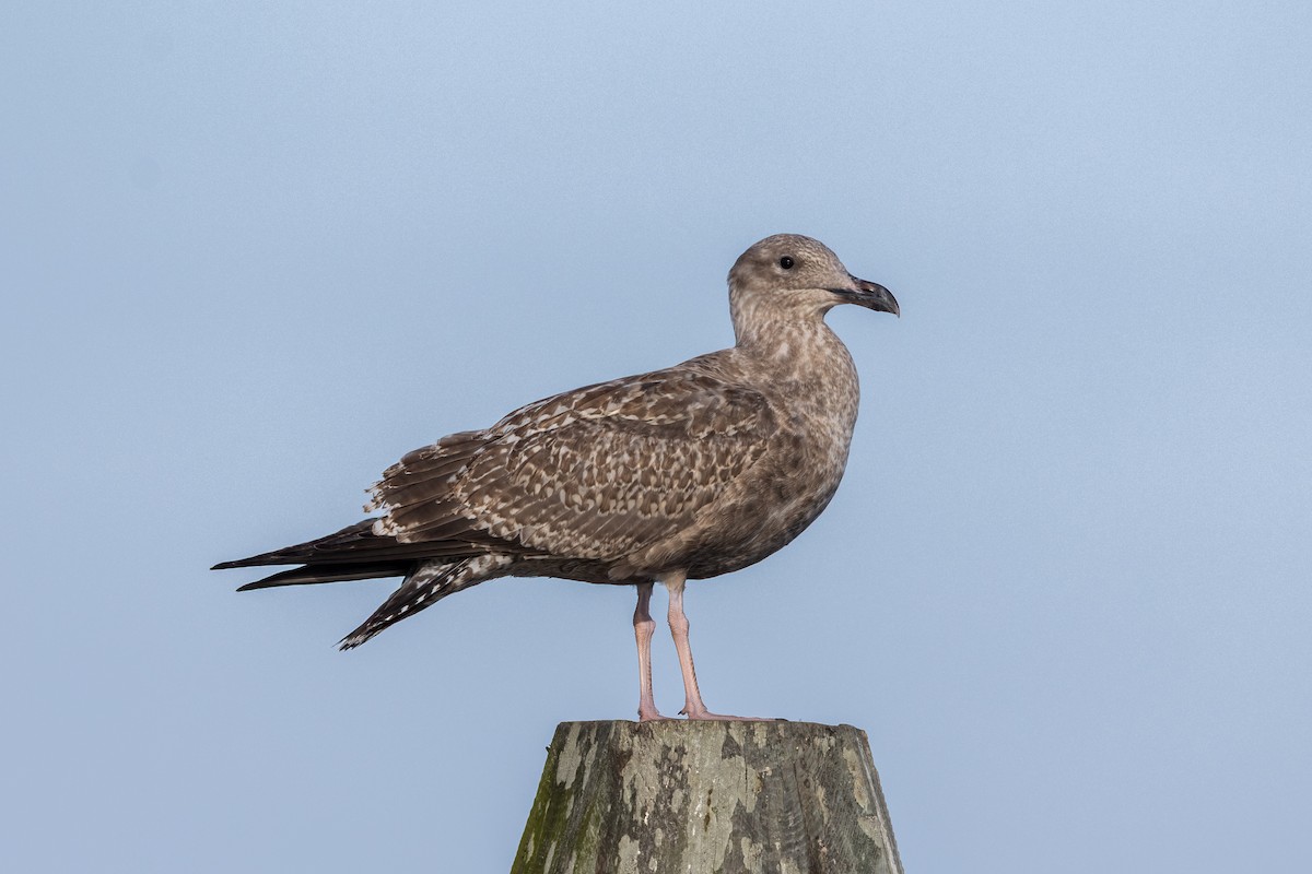 American Herring Gull - ML642891106