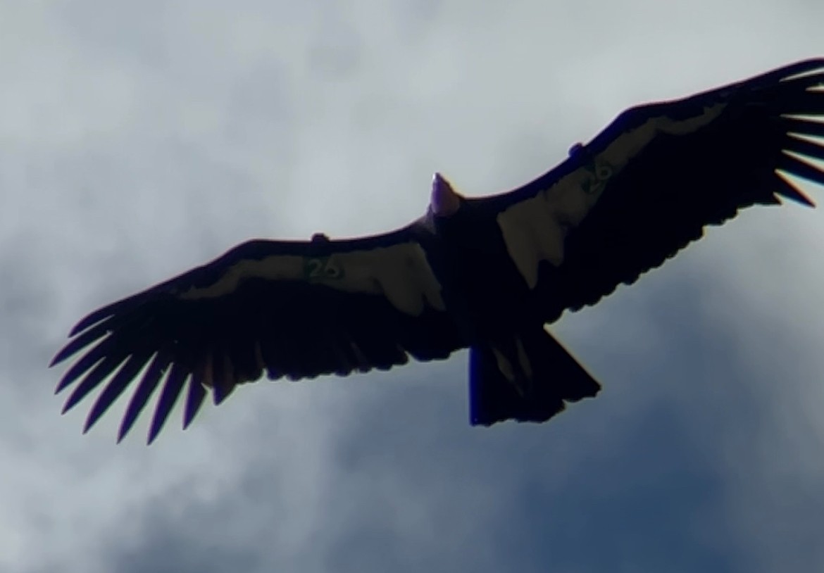 California Condor - ML642891111