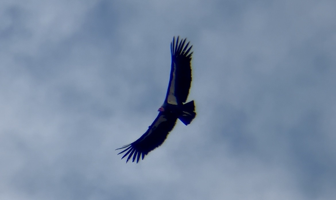 California Condor - ML642891112