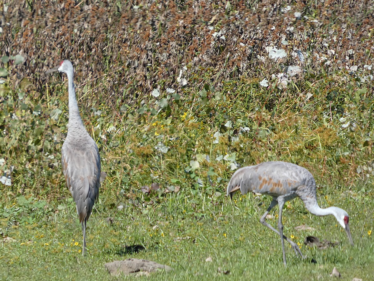 Sandhill Crane - ML642891124