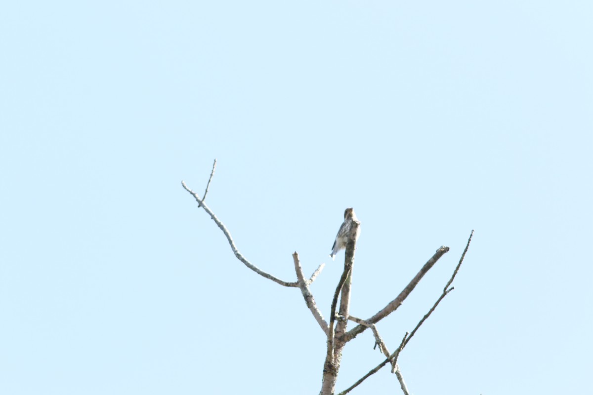 Rose-breasted Grosbeak - ML642891129