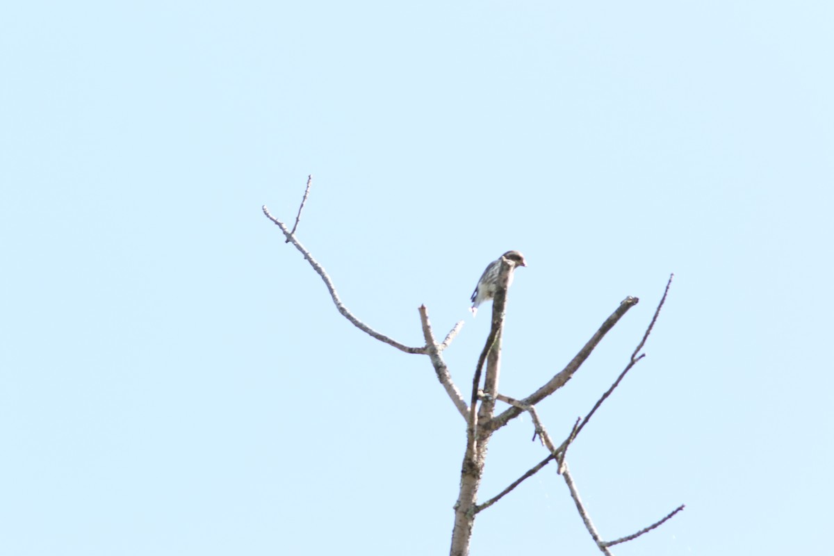 Rose-breasted Grosbeak - ML642891130