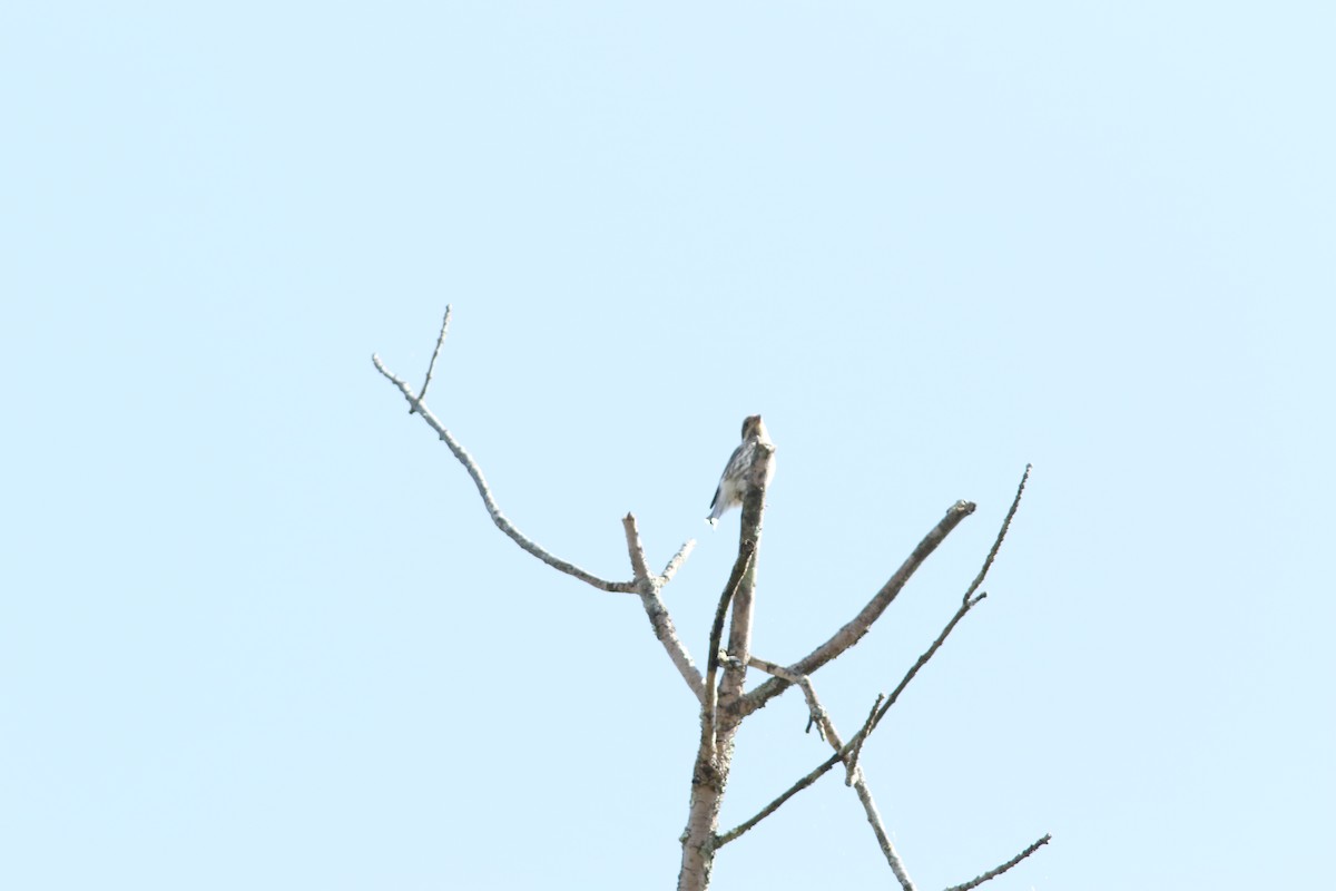 Rose-breasted Grosbeak - ML642891131