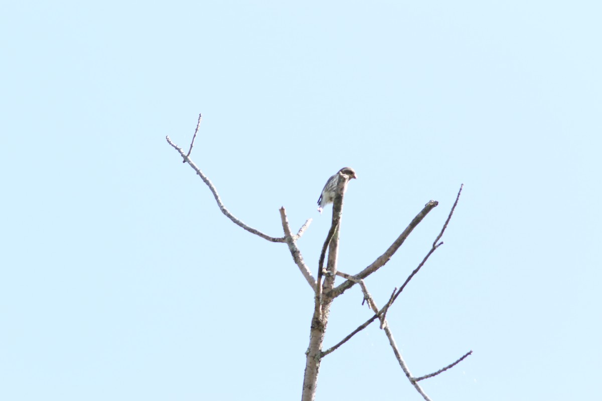 Rose-breasted Grosbeak - ML642891132