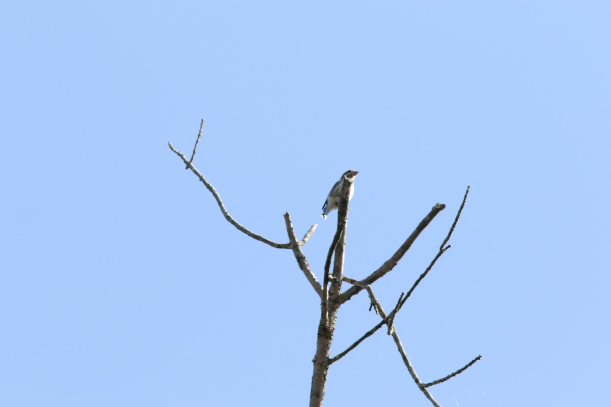Rose-breasted Grosbeak - ML642891136