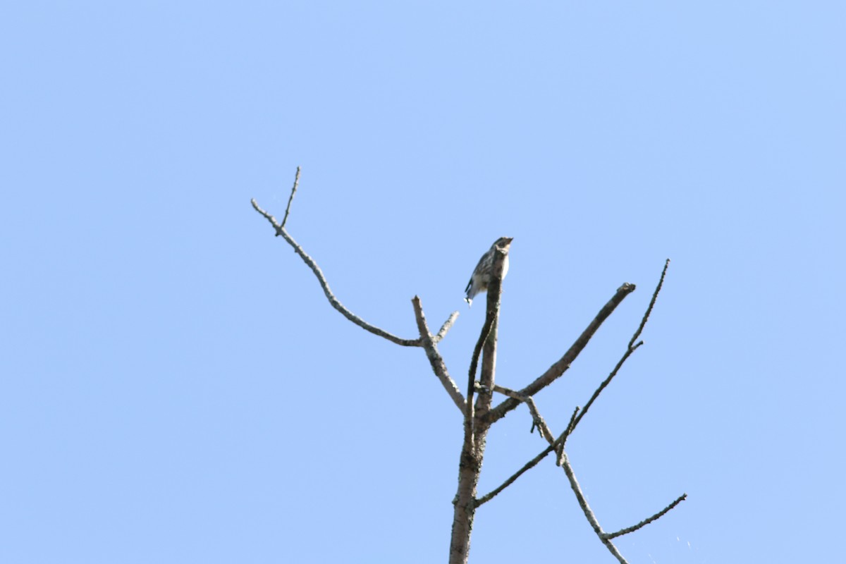 Rose-breasted Grosbeak - ML642891137