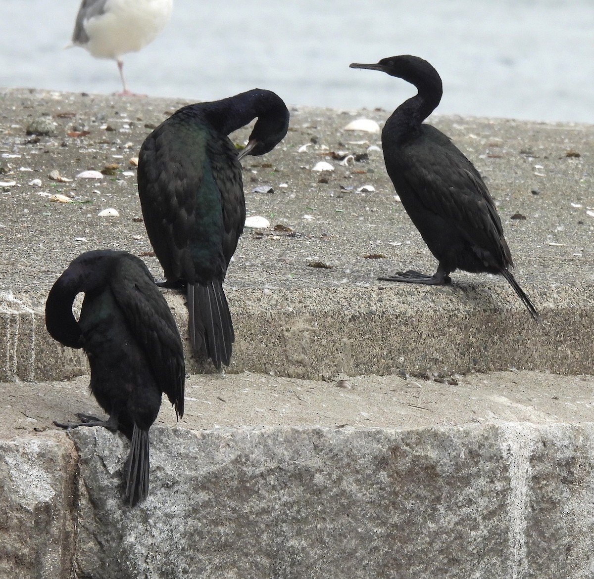 Pelagic Cormorant - ML642891145