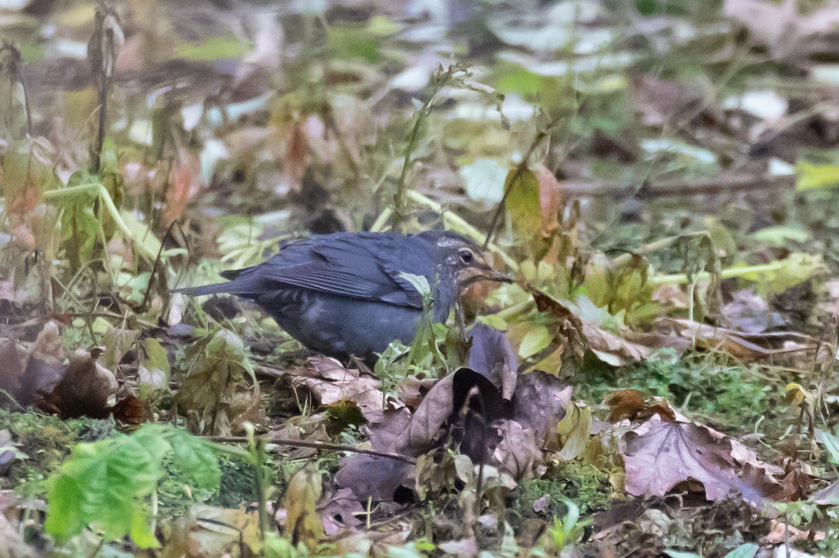 Siberian Thrush - ML642891159