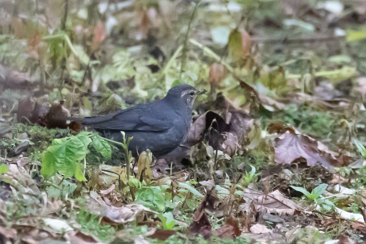 Siberian Thrush - ML642891161