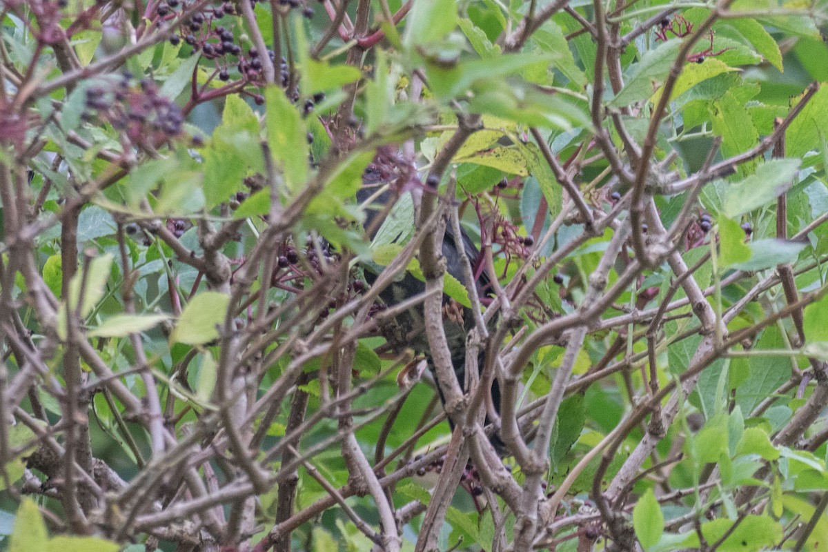 Siberian Thrush - ML642891162