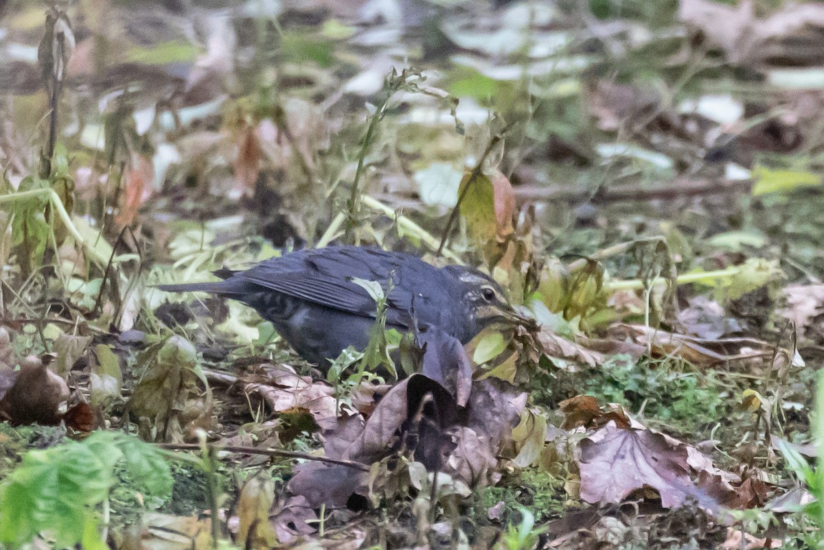 Siberian Thrush - ML642891163